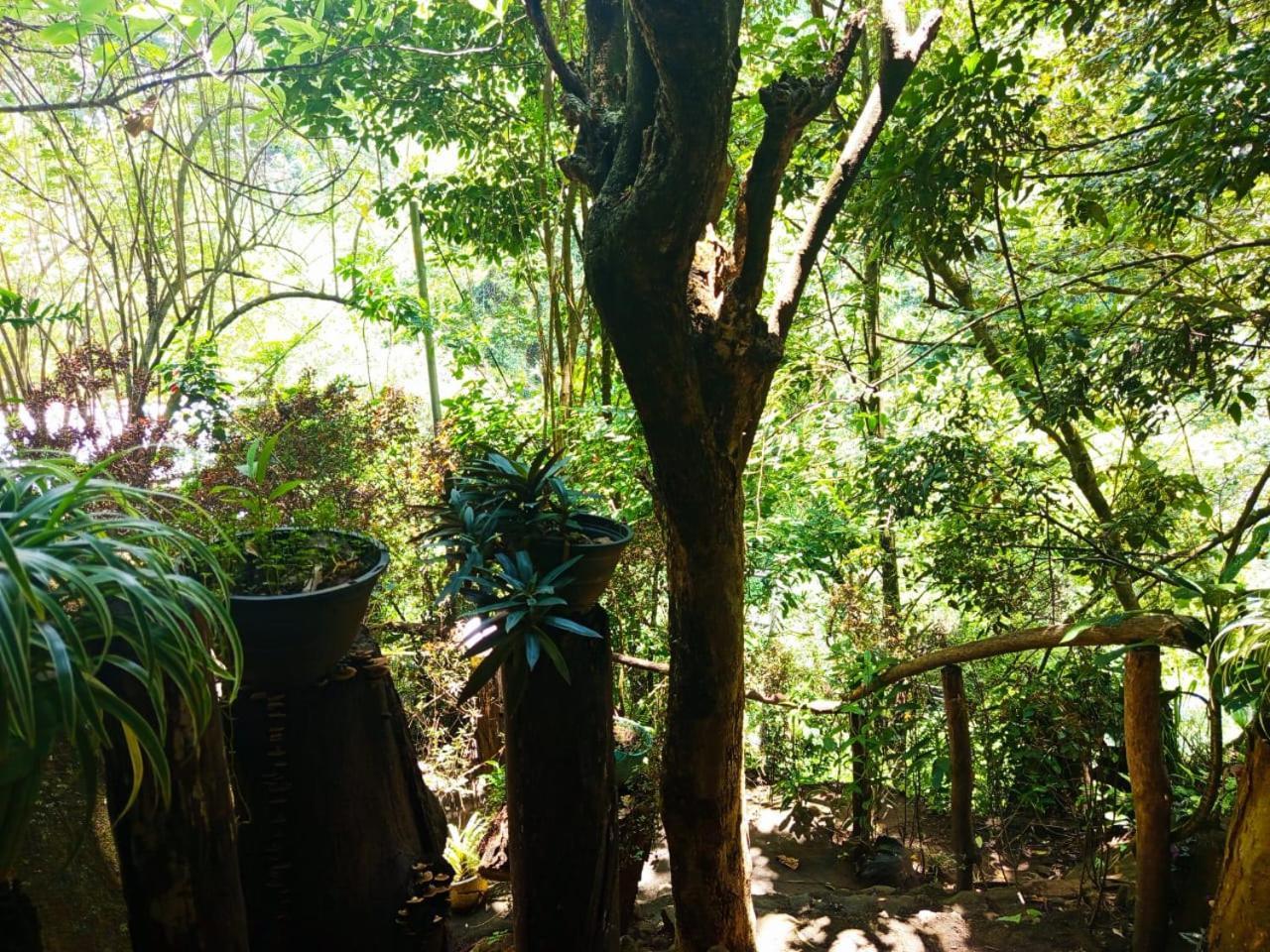 Jungle Face Inn Procida Dış mekan fotoğraf